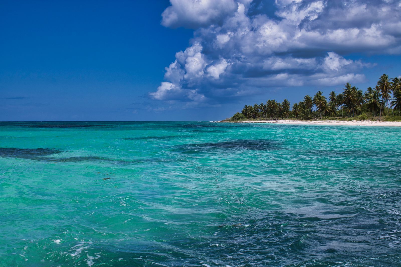 Tropical beach with palms and turquoise water under a cloudy sky, the reason people ask about the best time to cruise the Caribbean