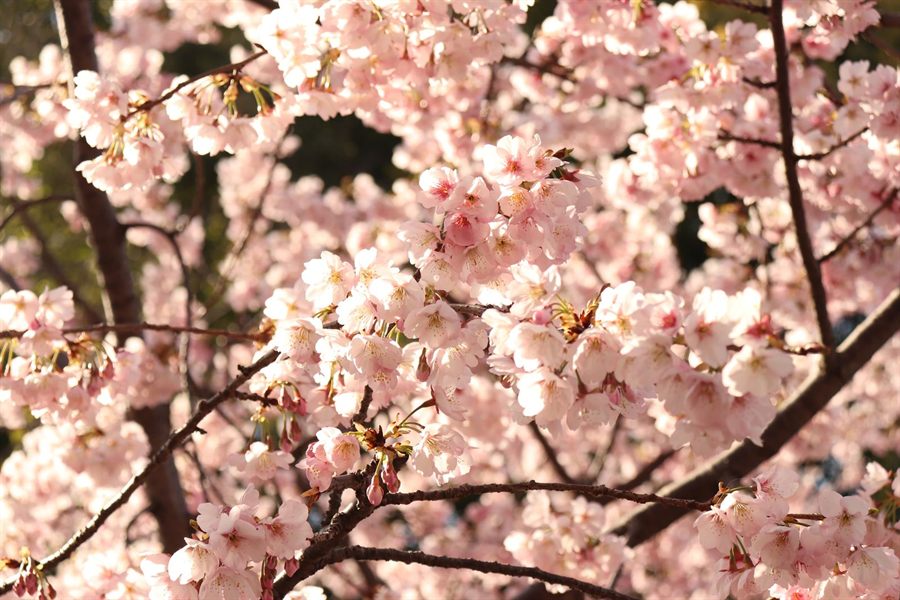 Close-up of pink cherry blossom branches in bloom
