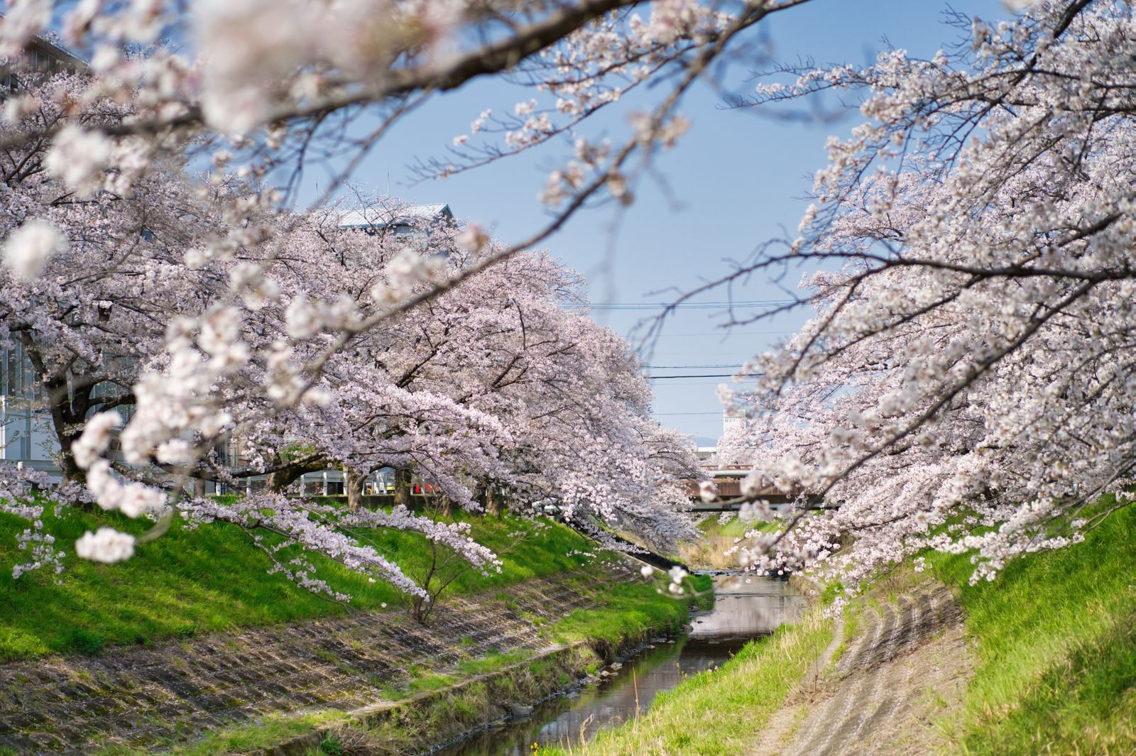 Cherry blossom trees in full bloom along a quiet canal in spring